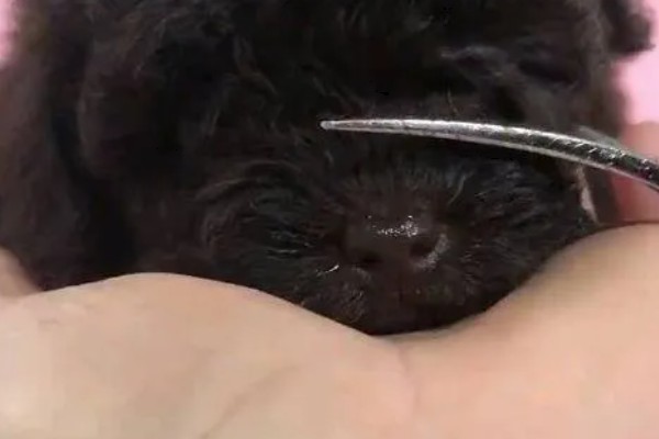 狗狗倒睫毛的原因，遗传或者品种原因导致的