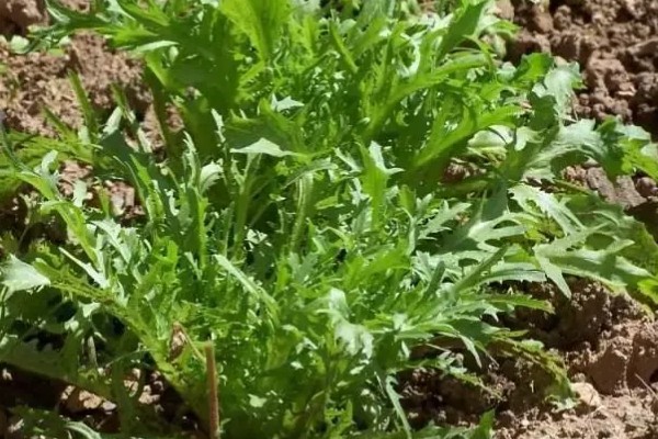 苦菊夏天可以种，苦菊在夏季可以种植
