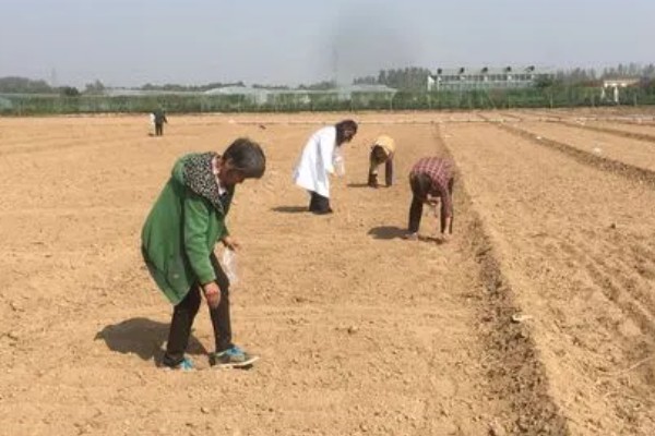 苦菊夏天可以种，苦菊在夏季可以种植