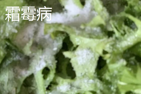 苦菊夏天可以种，苦菊在夏季可以种植