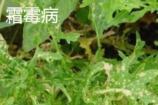 苦菊夏天可以种，苦菊在夏季可以种植