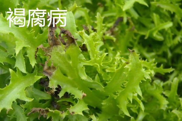 苦菊夏天可以种，苦菊在夏季可以种植