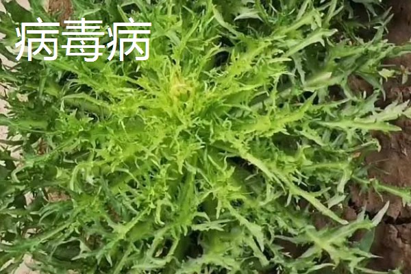 苦菊夏天可以种，苦菊在夏季可以种植