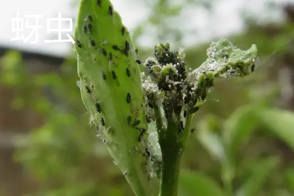 苦菊夏天可以种，苦菊在夏季可以种植