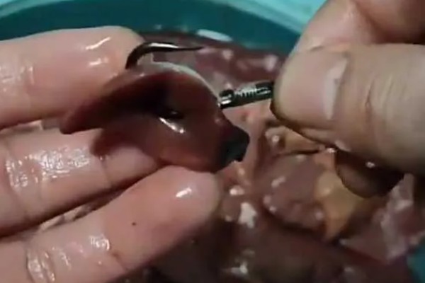 生鸡肝钓鱼效果如何,效果不错