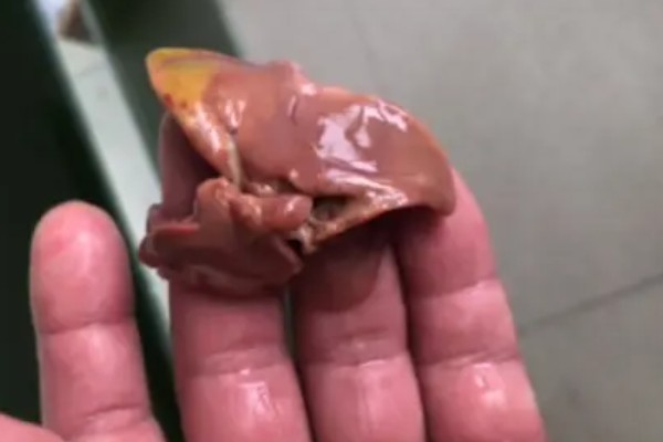 生鸡肝钓鱼效果如何,效果不错