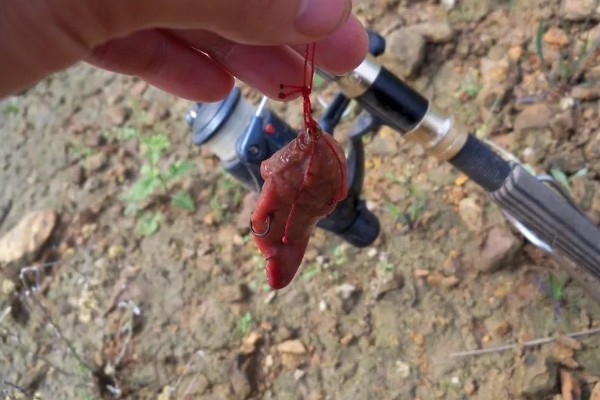 生鸡肝钓鱼效果如何,效果不错