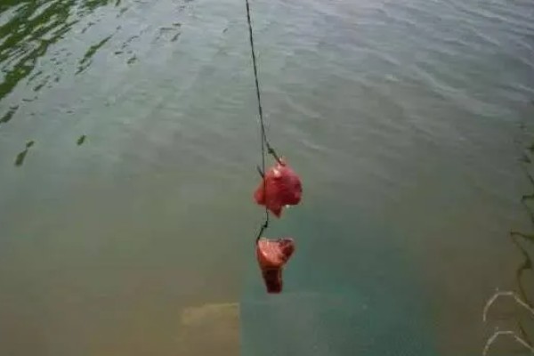 生鸡肝钓鱼效果如何,效果不错