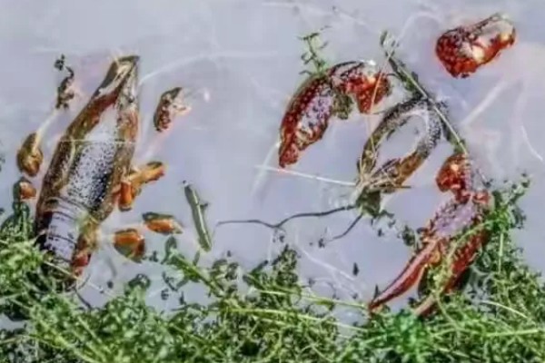 小龙虾的过冬方法，主要饲喂豆粕粉料