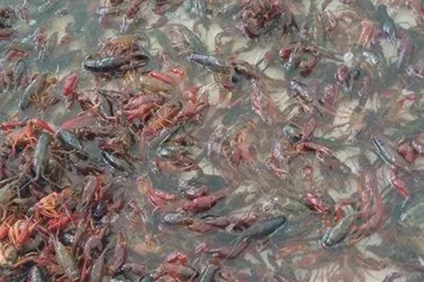 小龙虾的过冬方法，主要饲喂豆粕粉料