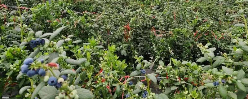 蓝莓怎么种植，首先要挑选颗粒饱满的种子