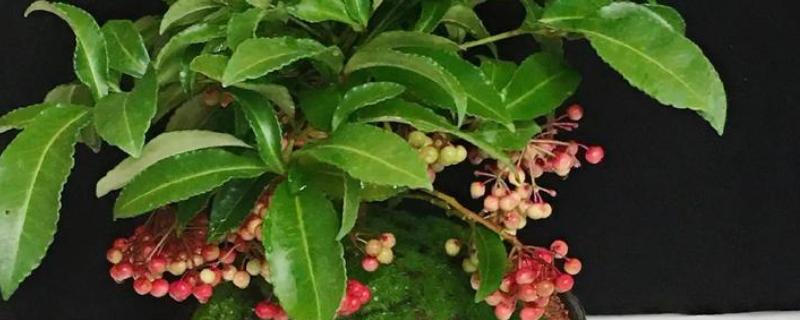 金玉满堂花冬季浇水间隔，每隔10-15天浇一次