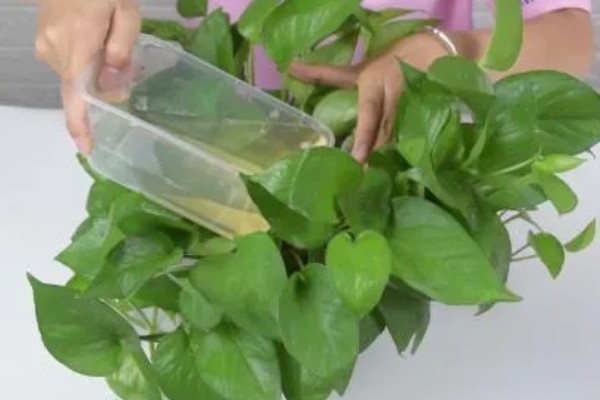 营养液能对所有植物使用吗,要根据植物的具体情况做选择