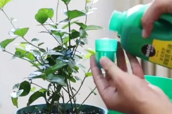 营养液能对所有植物使用吗,要根据植物的具体情况做选择