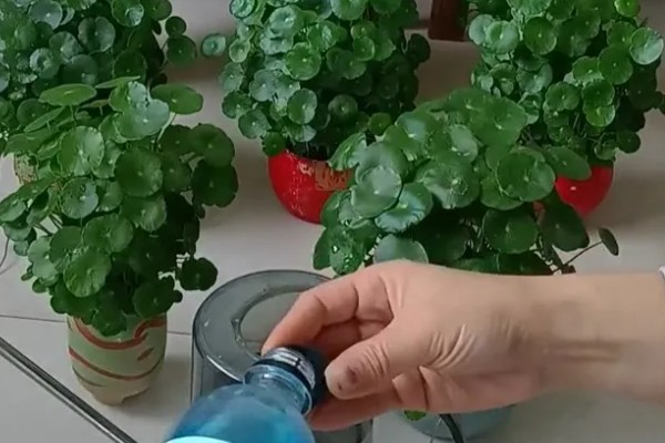 营养液能对所有植物使用吗,要根据植物的具体情况做选择