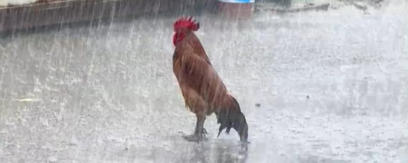 鸡被雨水淋湿了会怎样，会生病
