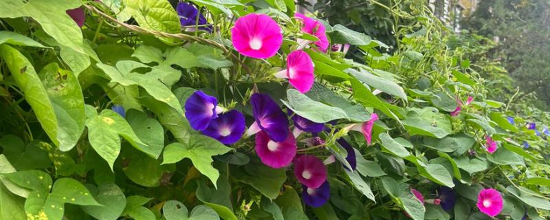 牵牛花的睡眠状态，花瓣合拢向上竖起