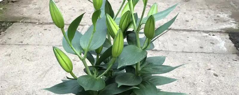 百合花什么时候种，可以在三四月份进行栽种