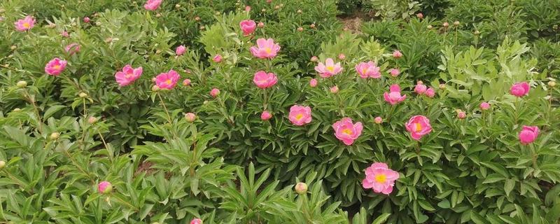 芍药的生长发育阶段，表现为生长期和休眠期的交替变化