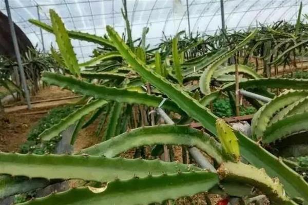 怎么修剪火龙果，花芽分化时要摘心