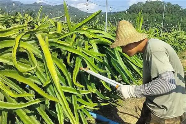 怎么修剪火龙果，花芽分化时要摘心