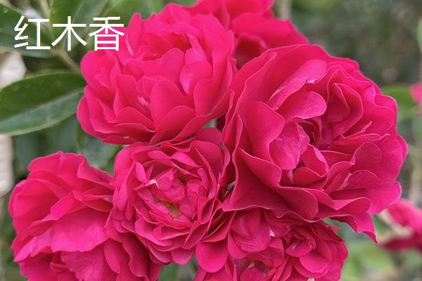 红木香能盆栽吗,红木香可以盆栽