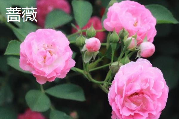 红木香能盆栽吗,红木香可以盆栽