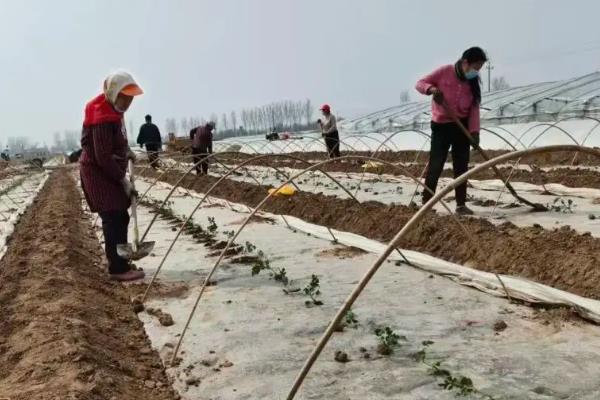 大棚西瓜如何栽培，白天棚内温度不可高于三十五度
