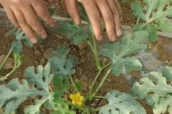 大棚西瓜如何栽培，白天棚内温度不可高于三十五度