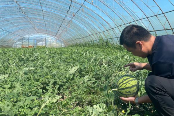 大棚西瓜如何栽培，白天棚内温度不可高于三十五度