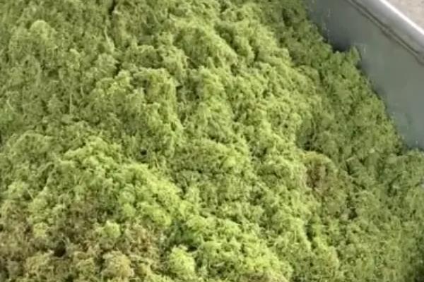 一窝猪能近亲繁殖吗,不可以近亲繁殖