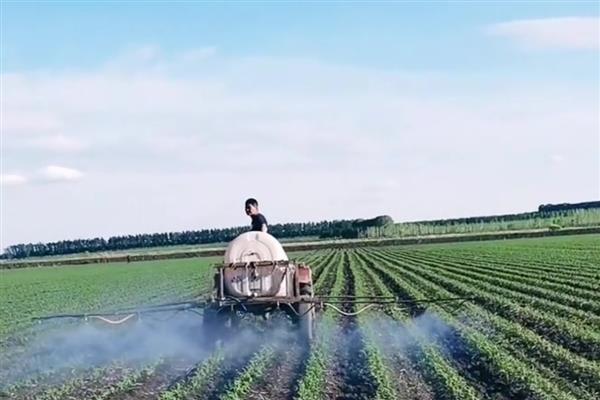 大豆常见虫害的防治方式,防治豆天蛾可喷施辛硫磷等药物