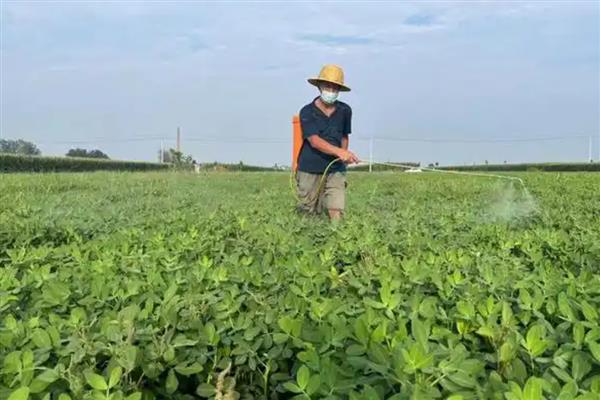 大豆常见虫害的防治方式,防治豆天蛾可喷施辛硫磷等药物