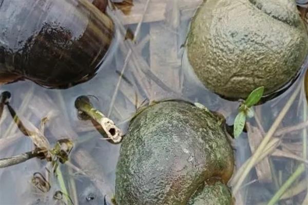 福寿螺如何防治，可农业防治也可生物防治