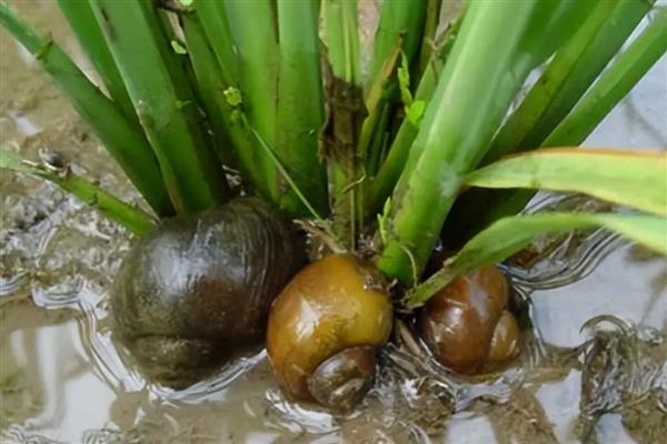 福寿螺如何防治，可农业防治也可生物防治