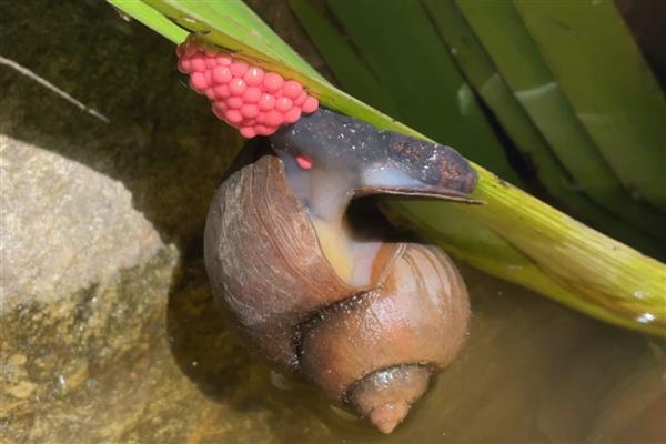 福寿螺如何防治，可农业防治也可生物防治