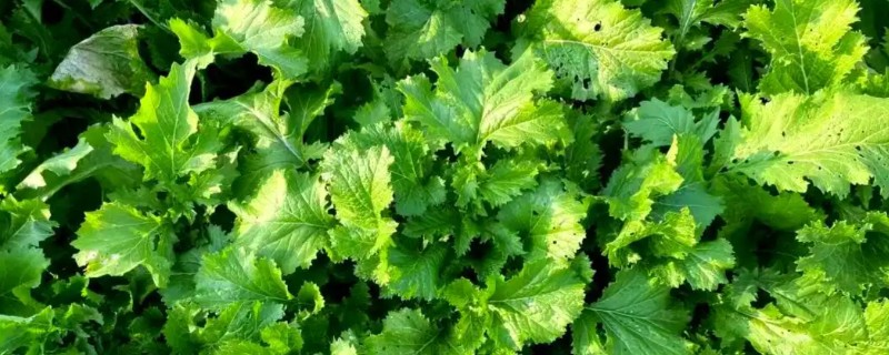 雪里蕻的种植时间，在春季2月下旬到4月播种