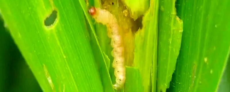 玉米穗期有哪些害虫，常见的有蚜虫、玉米螟等