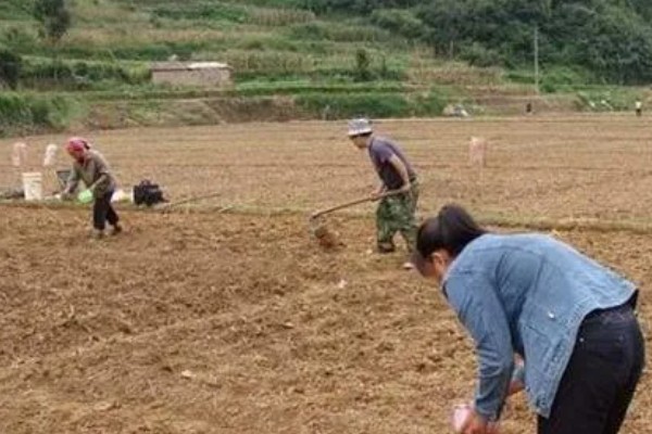 大蒜一般怎么种,可土培也可水培