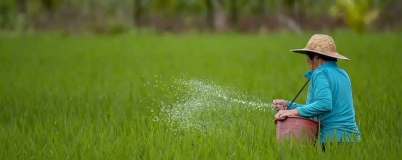 水稻如何施肥，要每月追施一次肥料