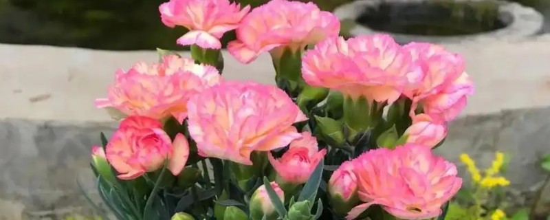 寓意关爱呵护的花，有康乃馨、百合花等