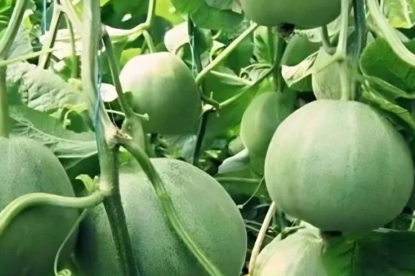 甜瓜何时播种,春播时间为2-3月份
