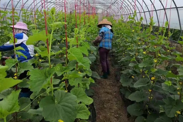甜瓜何时播种,春播时间为2-3月份