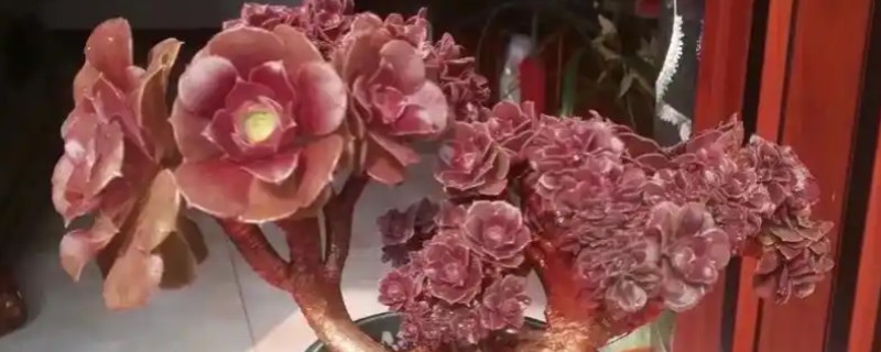 法师缀化如何养成朵朵缀，配土可以适当提高颗粒比例