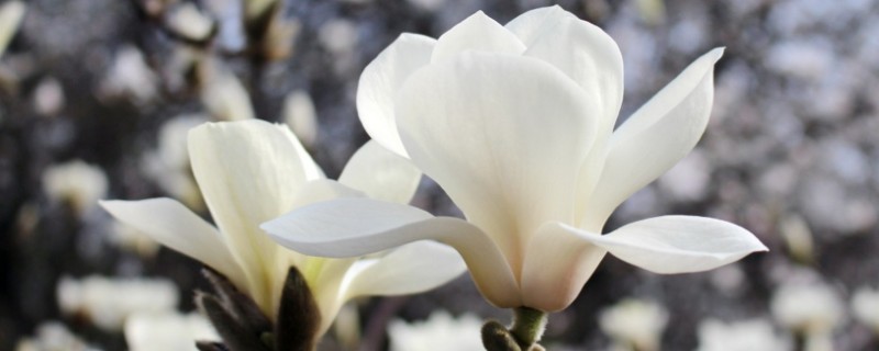 白玉兰花的寓意，寓意纯净安静、高尚纯洁等