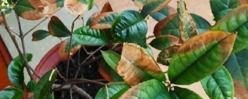 桂花叶子长锈斑如何处理，发生褐斑病可以喷施代森锌或退菌特