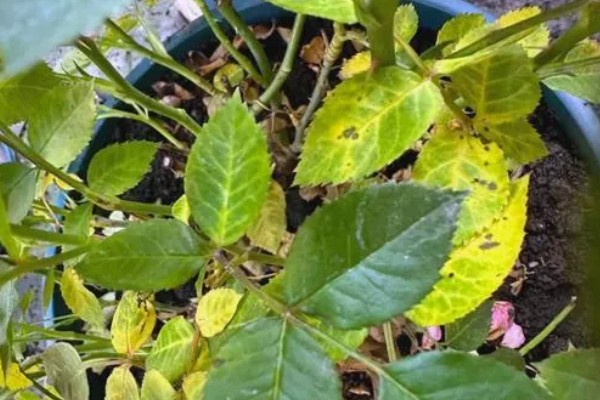 玫瑰花叶子发黄如何处理，缺少光照可放在光线充足的地方