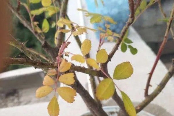 玫瑰花叶子发黄如何处理，缺少光照可放在光线充足的地方