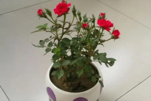 玫瑰花叶子发黄如何处理，缺少光照可放在光线充足的地方