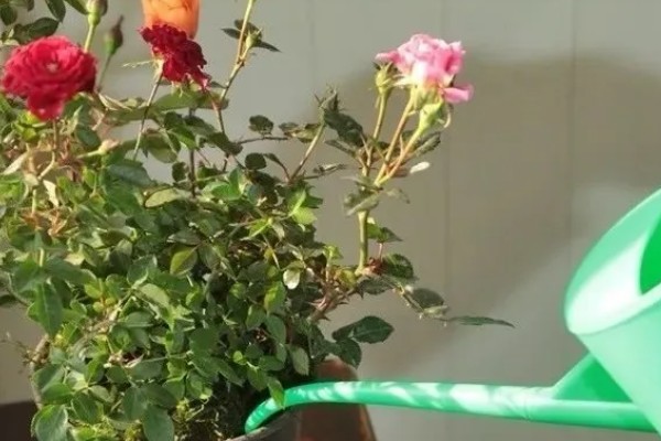 玫瑰花叶子发黄如何处理，缺少光照可放在光线充足的地方